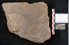 Foto (Objekt + Etikett) von Voltzia heterophylla Brongniart (NHMW-GEO-2024-0188-11129)
